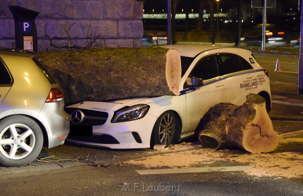 Baum auf PKWs Koeln Mitte Rheinuferstr Goldgasse P101.JPG - Miklos Laubert